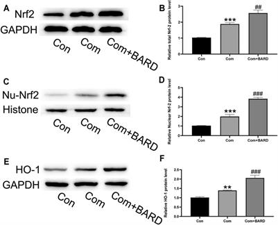 Bardoxolone Methyl Ameliorates Compression-Induced Oxidative Stress Damage of Nucleus Pulposus Cells and Intervertebral Disc Degeneration Ex Vivo